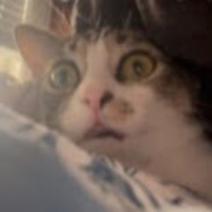 Meet your Posher, Lace